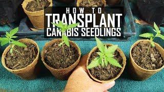 Seeds, Soil & Sun: How to Grow Cannabis (#2 Transplanting Seedlings)