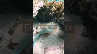 Daily Relax | Underwater Diving Sound #argamon #am #shorts