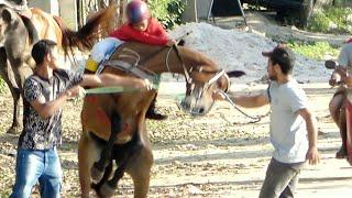 CORRIDA DE CAVALOS - Todas as carreiras do dia 17.10.2021