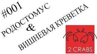 Вишневая креветка и рыбка родостомус в красивом травнике.