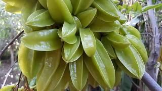 Incredible Starfruit harvest! In the desert! After winter! In the ground! Uncovered!