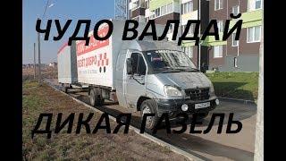 Чудо Валдай.  Дикая Газель.