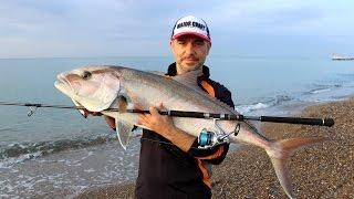 Seriola Dumerili / Greater Amberjack / Popping - Big Game / Antalya TURKEY