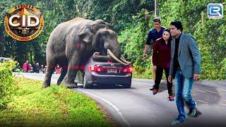 जंगल के आतंकी Elephant से हुआ Team CID का सामना | सी.आई.डी | Episode 1358