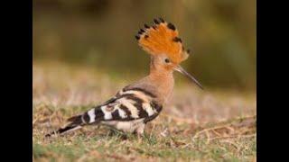 Eurasian Hoopoe (Upupa epops):