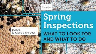 Spring Beekeeping for Beginners | How to Inspect a Beehive in Spring