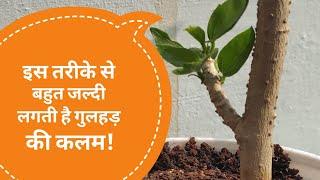 गुड़हल की कलम लगाने का आसान और सफल तरीका gudhal ki cutting kaise Grow Hibiscus plant from cutting