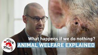 The cost of doing nothing for animals | Animal welfare, explained