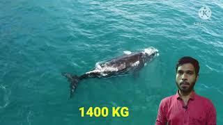 How large Blue  whale Heart | Short  video | Sohel  Motivation