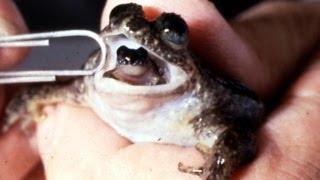 Crazy Extinct Frog Reborn by Scientists