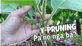 Y-PRUNING: PAANO ANG TAMANG PAG-PRUNING NG TALONG #howtopruneeggplant