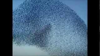 Amazing Bird Formations in the Sky