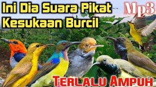 Mp3 Suara Pikat Kesukaan Burcil, Tidak Perlu Lama Langsung Ngumpul