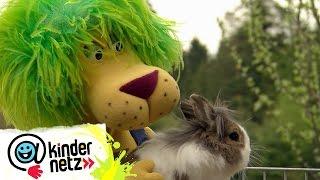 Kaninchen - gesellig oder Einzelgänger? | OLI's Wilde Welt | SWR Kindernetz