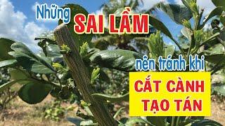 CẮT CÀNH TẠO TÁN sao cho đúng cách. Những SAI LẦM nên tránh khi cắt cành | Bưởi Da Xanh