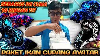 Borong Ikan Cupang Avatar Paling Murah Di Dunia !!!