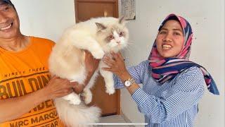 Gudangnya Kucing Ragdoll‼️ #ragdolls #kucingragdoll #kucinglucu #kucing