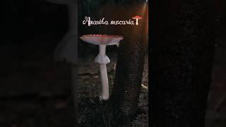 This mushroom is the world’s oldest intoxicant Pt.1  #mushroom #medicinalmushrooms #amanita