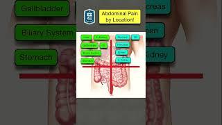  Causes of Abdominal Pain in 60 SECONDS! [Differential Diagnosis by Location & Quadrant]