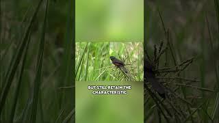 Bullfinch | The Charming Songbird