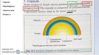 Microbiology 101 c Staphylococcus Antigen Structure Virulence Factors Capsular Teichoic acid