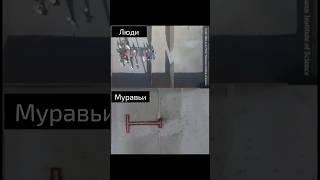 Люди против муравьёв: кто умнее в команде?