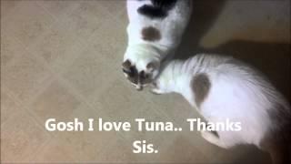 Cats and Tuna