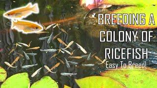 This Is The Easiest Fish To BREED! How To Raise A Colony Of RICEFISH Outdoors & Indoors!