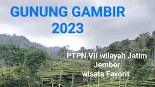 Kebun teh Gunung Gambir Jember Jawa timur PTPN VII suasana 2023