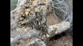 Harpactira namaquensis, Nambian Baboon  pairing