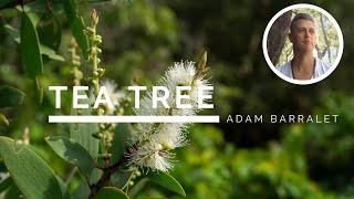 Tea Tree - The Oil of the True Heart
