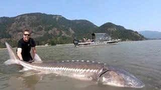 TOP 3 BIGGEST STURGEON CAUGHT ON CAMERA! (compilation)