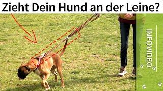 Leinenführigkeit ️ Zieht Dein Hund an der Leine? ️  Infovideo ️