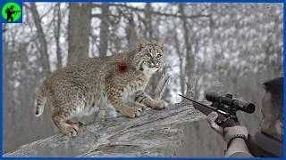 How Do American Hunters And Farmers Deal With Millions Of Bobcats | Farming Documentary