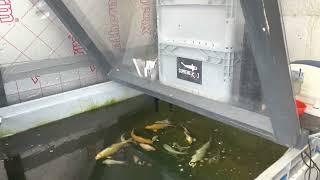 Koi pond visit @Derby koi# a look in the bunker and some stunning koi.