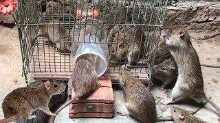 Best Rat Trap 2019  15 Mice in trapped 1 Hour  Mouse/ Rat trap  How to Make Rat Trap