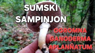 Sumski sampinjon, Ganoderma aplannatum! 18. jul.2024