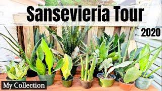 Sansevieria Tour | My Sansevieria Collection 2020 |  | Low Light Houseplants | Rare Sansevieria