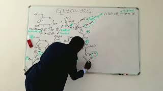 Glycolysis_Part 2 (Payoff phase)