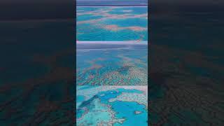 Flying over the Great Barrier Reef #shorts