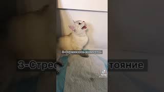 Почему кошка бросает котят?