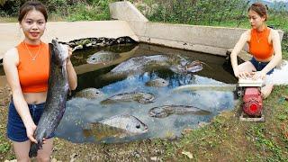 Girl catches a lot of big fish with a water pump, new life / LTtivi