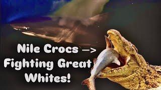 Crocs Vs Sharks: Nature’s Greatest Rivalry Explained!