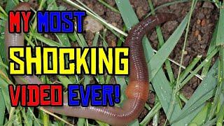 How to Build a WORM SHOCKER to get FREE LIVE BAIT!