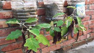 No need for a garden, grow eggplant at home with many fruits and high yield