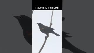 Can you identify this dark bird?
