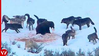 Look What Happened When These Wolves Surrounded Bear