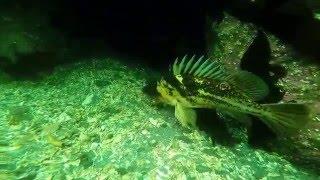 Extreme Scuba diving with ripping puget sound currents and monster attacking lingcod