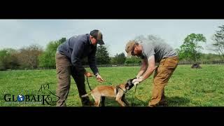 Global K9 Protection Dog Services (puppy training)