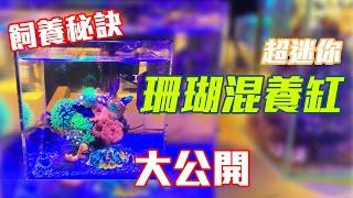 【藍箱水族】班班的三年6L珊瑚混養迷你缸秘訣分享！